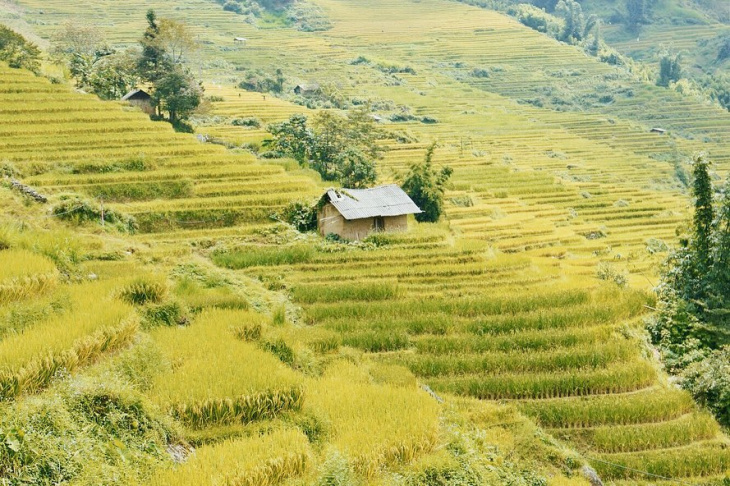 khám phá, trải nghiệm, top 10 cánh đồng lúa vàng ươm cực kỳ “ăn ảnh” cho mùa lúa chín