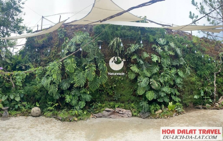kinh nghiệm, natureside đà lạt: quán cafe view rừng nhiệt đới hot rần rần ở đà lạt