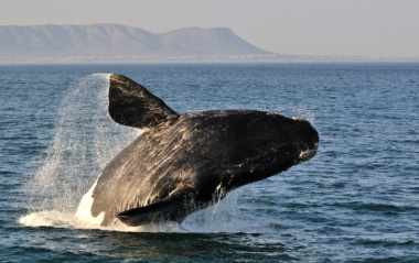 Trải nghiệm săn cá voi Hermanus ở Nam Phi