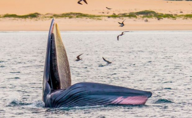 Excited, bursting with the moment of witnessing blue whales hunting in the sea of ​​De Gi