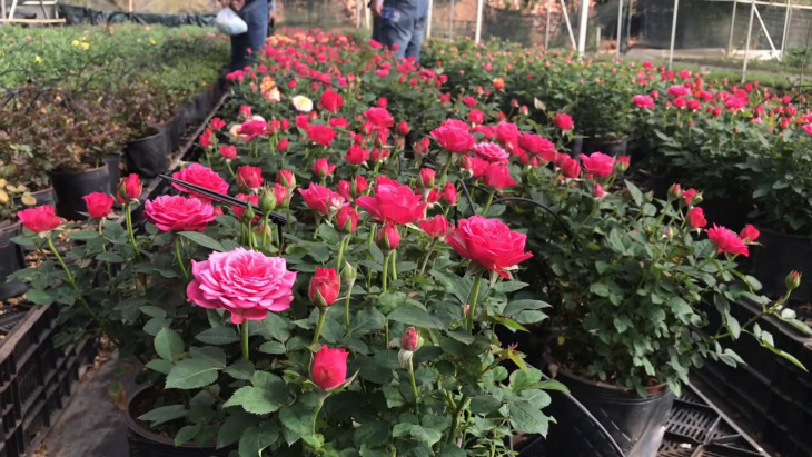 homestay, nhà đẹp, top 4 vườn hoa hồng đà lạt check-in cực hot cho du khách