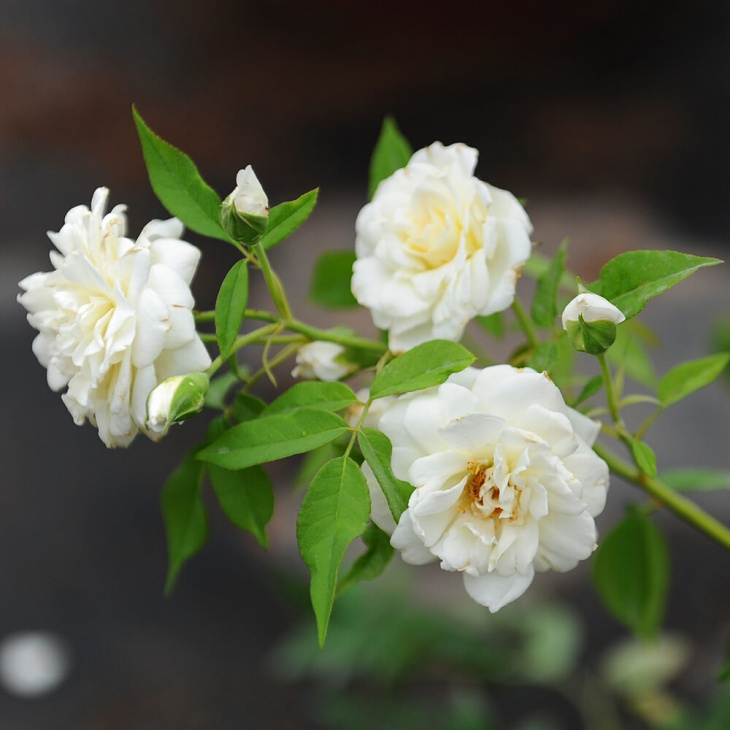 homestay, nhà đẹp, top 4 vườn hoa hồng đà lạt check-in cực hot cho du khách