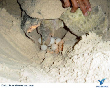 Côn Đảo: Chú trọng bảo vệ loại hình du lịch rùa đẻ trứng