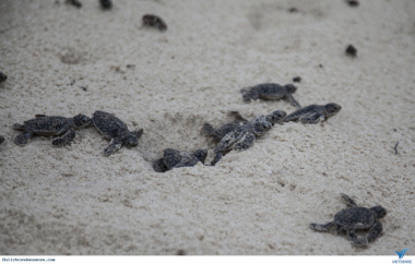 Du lịch Côn Đảo: Mùa rùa con rộn ràng về với biển