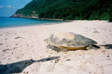 Hành Trình Bảo Về Rùa Biển Ở Côn Đảo