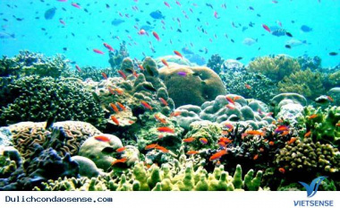 Khám phá rạn san hô tuyệt đẹp ở Côn Đảo