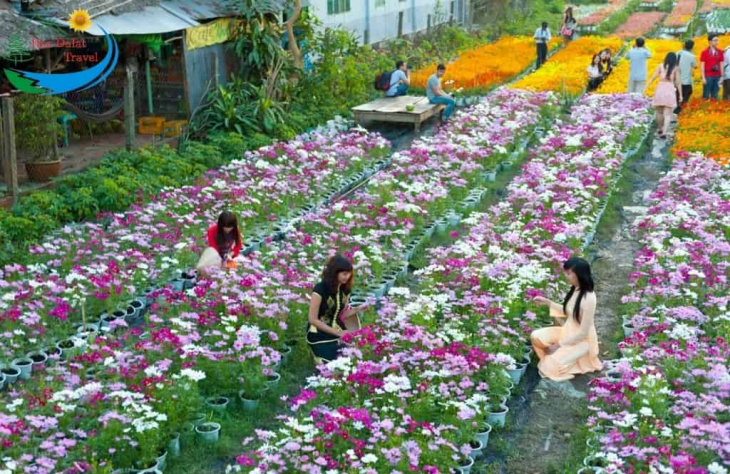 địa điểm,   												top những vườn hoa đà lạt đẹp nhất bạn nên đến một lần