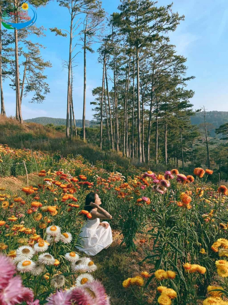 địa điểm,   												top những vườn hoa đà lạt đẹp nhất bạn nên đến một lần
