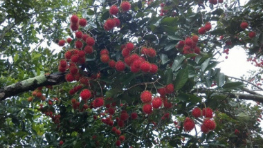 Vườn trái cây Gò Chùa - Ghé thăm vườn trái cây cực hot tại Tây Ninh