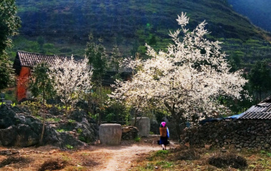 Chiêm ngưỡng mùa hoa đào Mộc Châu đẹp long lanh!