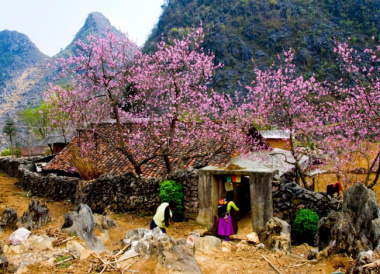 Rạng rỡ mùa hoa đào Mộc Châu