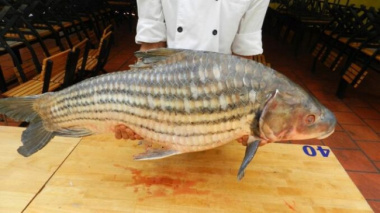 Striped melon fish: The fish that lives up to 50 years carries the flavor of the Central Highlands