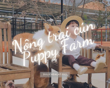 Nông trại cún Puppy Farm: Tọa độ sống ảo cho những người yêu chó