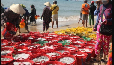 Binh Thuan fishermen hit the peak anchovies in the Southern crop