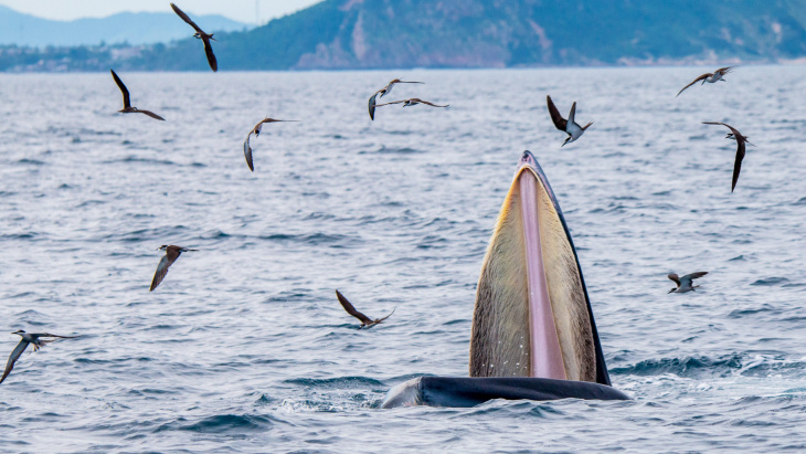 khám phá, trải nghiệm, lắng nghe sẻ chia từ người đứng sau khoảnh khắc hiếm gặp của cá voi tại vùng biển bình định