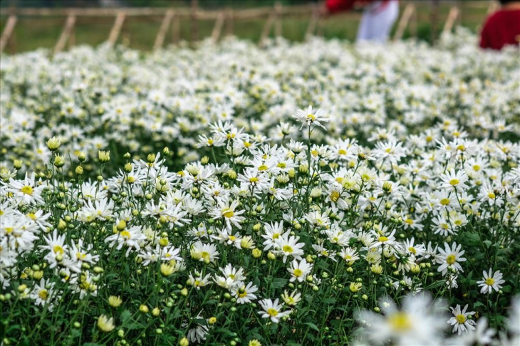 lịch trình,   												vườn hoa đà lạt – top 15 vườn hoa đẹp nhất ở đà lạt