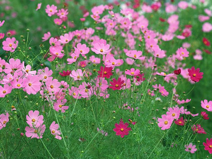 lịch trình,   												vườn hoa đà lạt – top 15 vườn hoa đẹp nhất ở đà lạt