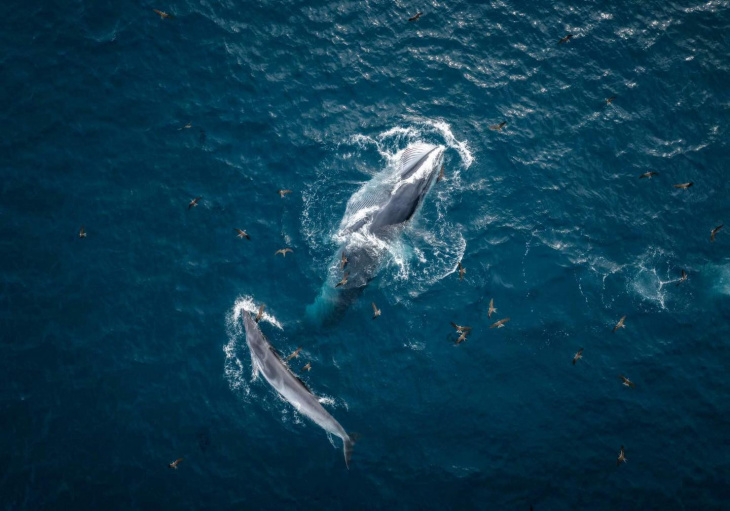 bình định, du lịch biển, du lịch hè, hai mẹ con cá voi xuất hiện ở biển bình định