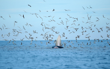 Hai mẹ con cá voi xuất hiện ở biển Bình Định