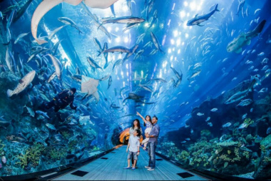 Khám Phá Cả Thế Giới Đại Dương Tại Sea Aquarium Singapore