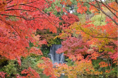 Top 6 địa điểm ngắm lá đỏ tại Osaka- Nhật Bản