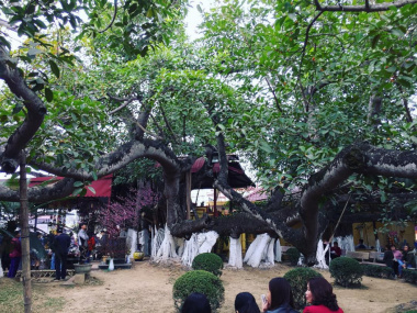 Cây đa 13 gốc: Cây cổ thụ lớn nhất Việt Nam và câu chuyện tâm linh