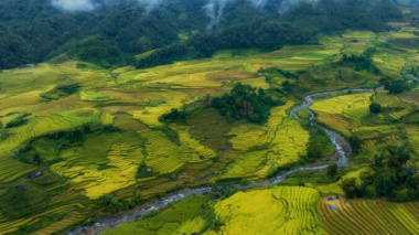 The ripe rice season in Lao Cai is fanciful after the rain