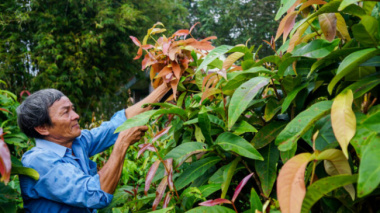 Growing forest vegetables earns nearly 900$ per month in Tay Ninh
