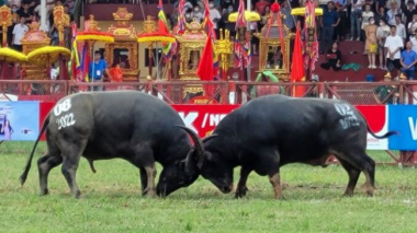 Thousands of people watched the Do Son buffalo fighting festival
