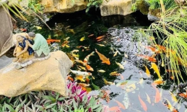 Japanese garden, koi fish – a billion-Vnd hobby of rich Vietnamese