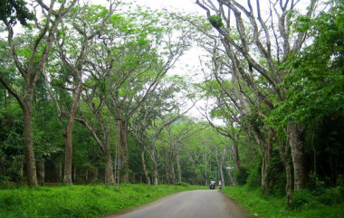 Khám phá những địa điểm du lịch rừng nổi tiếng của Việt Nam