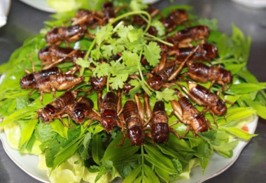 Cá gỏi kiến vàng và dế chiên Kon Tum lọt Top 100 đặc sản của Việt Nam