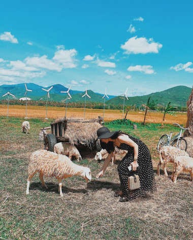 Đồng Cừu Suối Tiên: Điểm đến hấp dẫn dịp cuối tuần