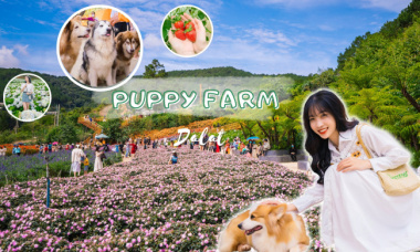 [puppy Farm] Nông Trại Cún đà Lạt– Nơi Có đồi Hoa Cực Mãn Nhãn