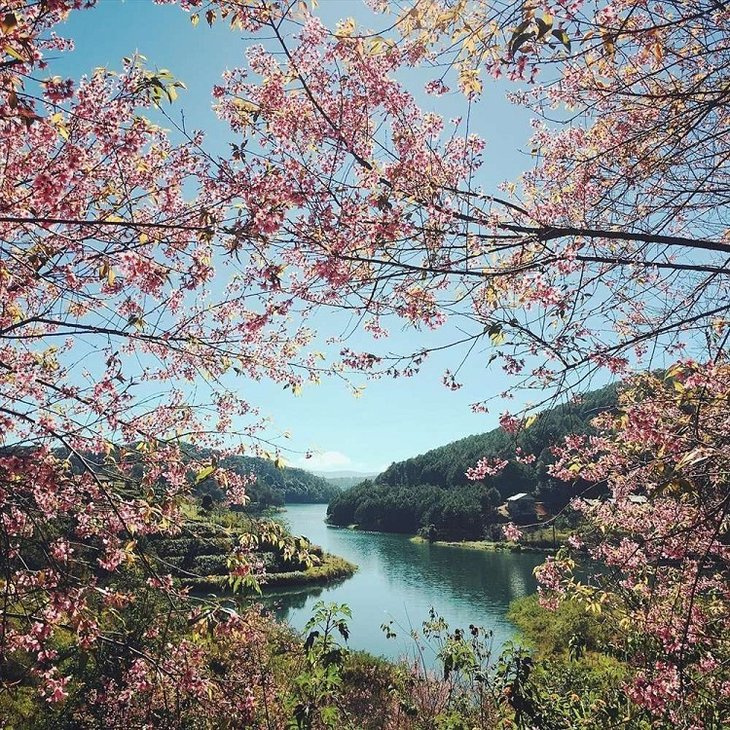 rừng mai anh đào hồ tuyền lâm, đà lạt, điểm đẹp, ngắm nhìn rừng mai anh đào hồ tuyền lâm rực rỡ mùa hoa nở rộ