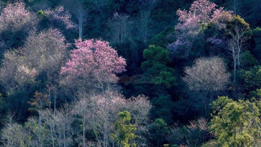 Rừng Mai Anh Đào hồ Tuyền Lâm rực rỡ mùa hoa nở rộ