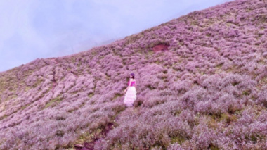 The field of purple flowers is as sweet as the fairyland on the “roof of Yen Bai”