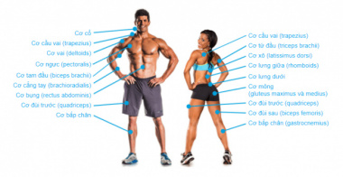 Sơ đồ nhóm cơ chính trên cơ thể trong tập gym, thể hình