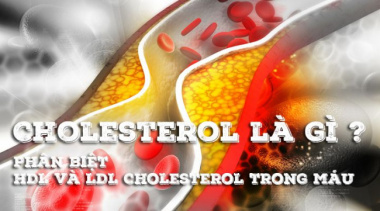 Cholesterol là gì ? Phân biệt HDL Cholesterol và LDL Cholesterol