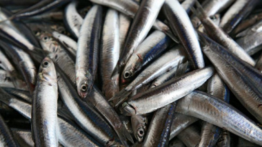 Tổng hợp các loại hải sản ít chứa chất độc thuỷ ngân