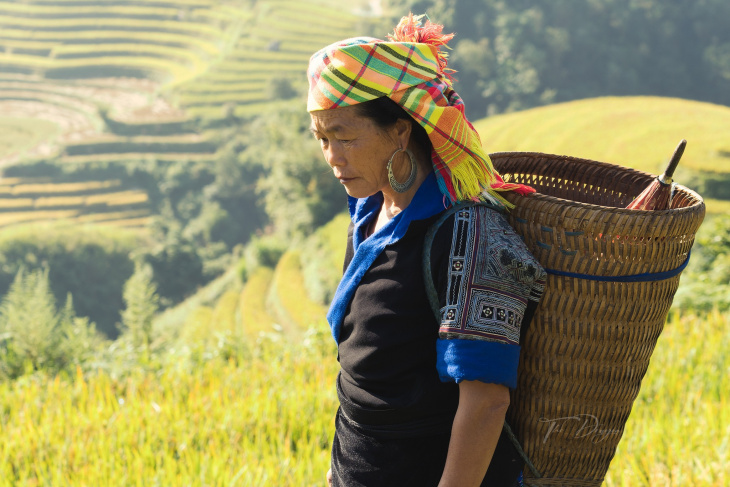 khám phá, trải nghiệm, cùng thành viên việt nam ơi! thưởng thức khung cảnh mùa vàng mù cang chải