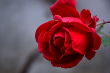 Hình xăm hoa hồng: Ý nghĩa, mẫu tattoo hoa hồng đẹp