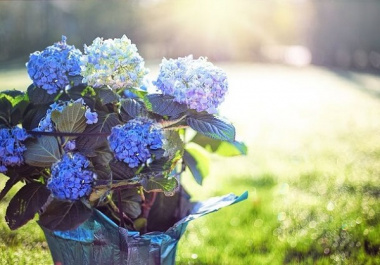 Hoa cẩm tú cầu có ý nghĩa gì? Hình ảnh hoa cẩm tú cầu