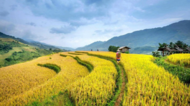 Guests “hunt” the most beautiful rice fields in Vietnam: The road is long but it’s worth it