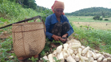 The season of breaking bamboo shoots in the highlands