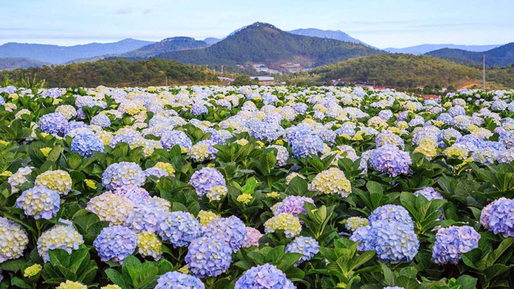 lịch trình,   												review làng hoa vạn thành đà lạt – khám phá vẻ đẹp thiên đường hoa