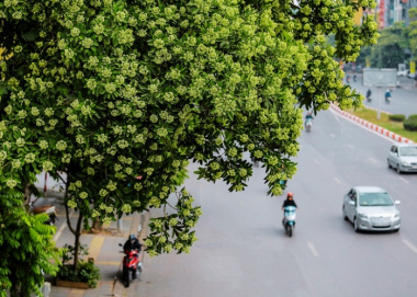 Những con đường hoa cực lãng mạn và xinh đẹp tại Hà Nội