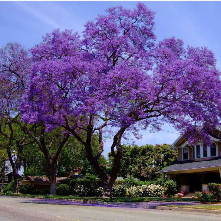 homestay, nhà đẹp, top 10 địa điểm check-in hoa phượng tím đà lạt đẹp siêu lòng