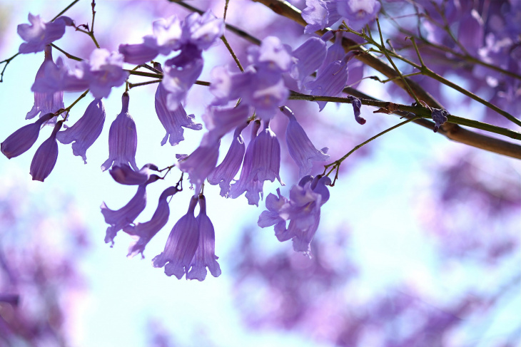 homestay, nhà đẹp, top 10 địa điểm check-in hoa phượng tím đà lạt đẹp siêu lòng
