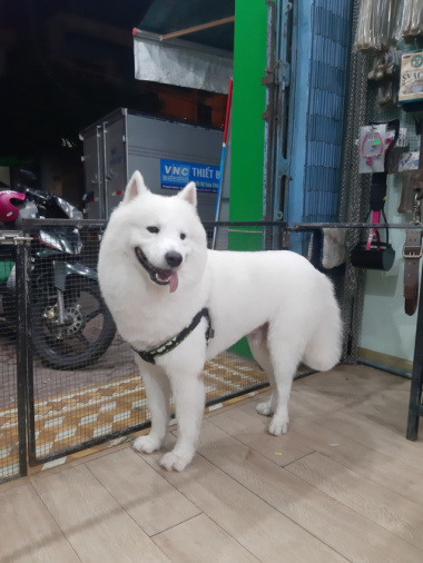 Top 9  Dịch vụ cắt tỉa lông thú cưng uy tín nhất tại Quảng Ngãi
